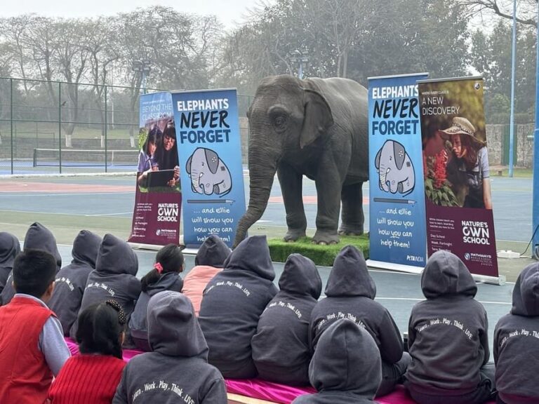 Elephant School